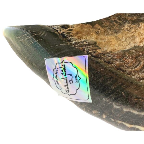 Classical Ram's Horn Shofar - Natural Brown